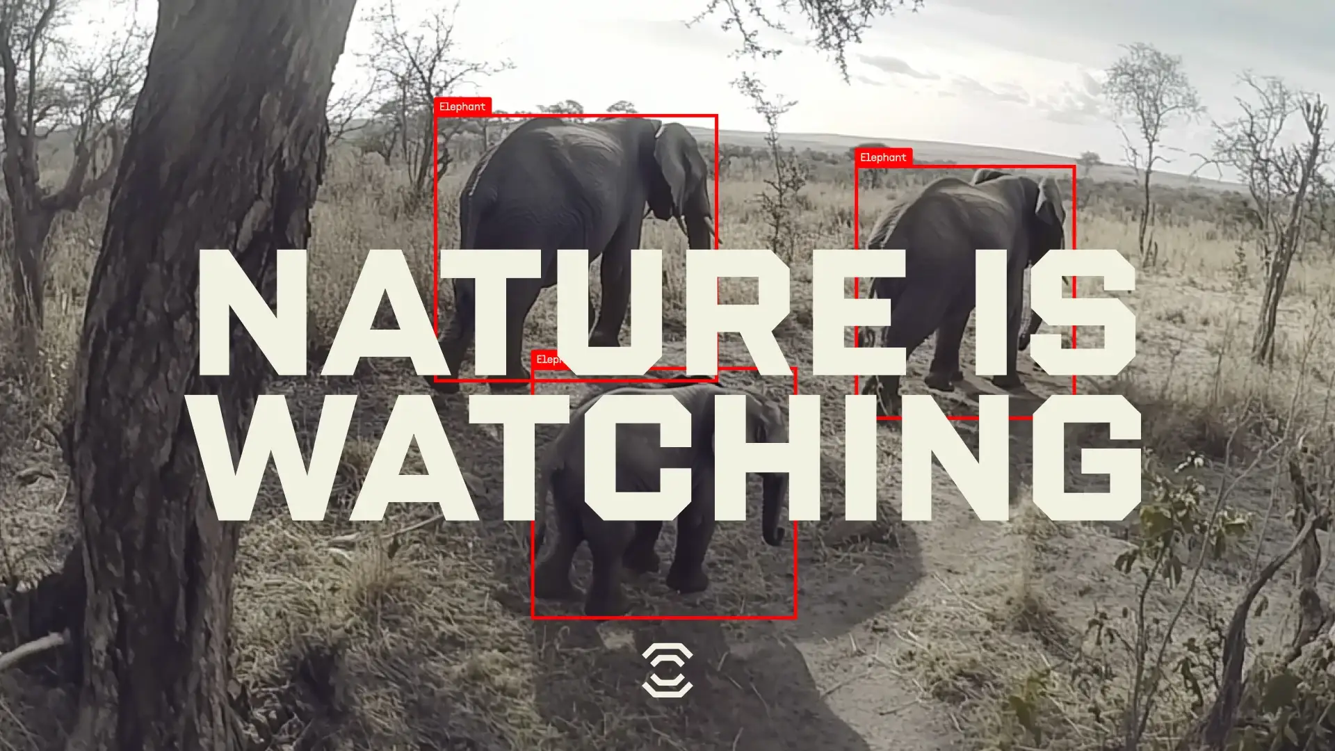 'Nature is watching' over camera-trap footage of elephants with AI detection boxes