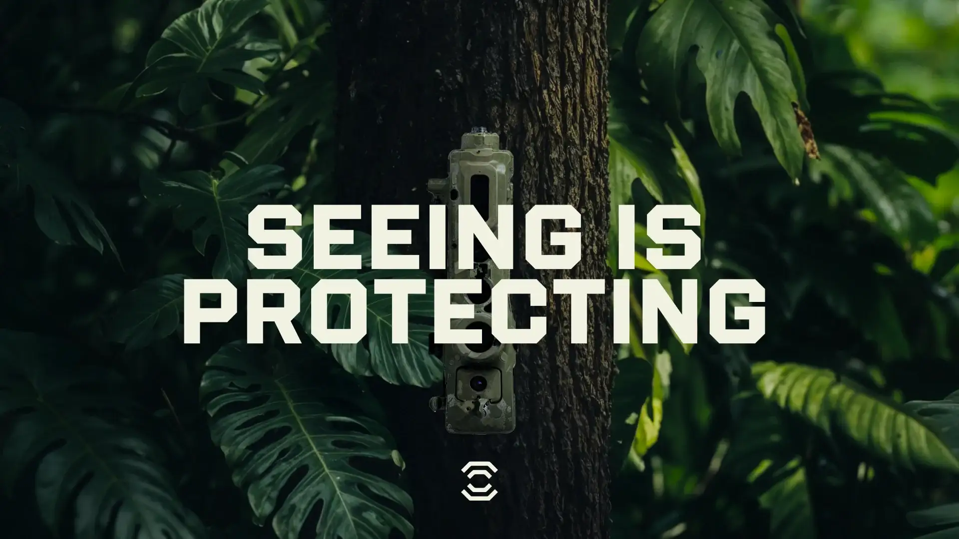 Seeing is protecting: the camera strapped to a jungle tree