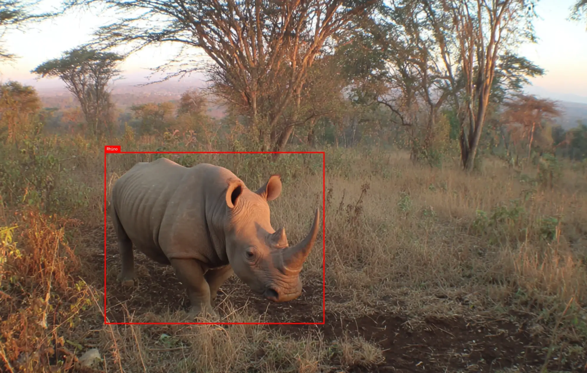 Art direction: a rhino at dawn in dry bush, outlined by a red detection box